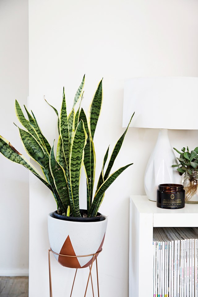 Allow soil to dry between watering your snake plant and take care not to over water in winter.