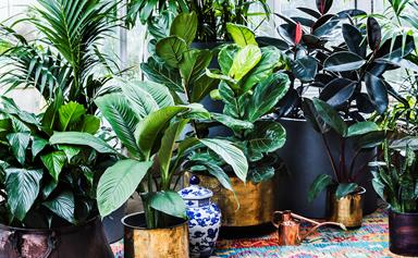 Quiz: Which indoor plant is right for you?