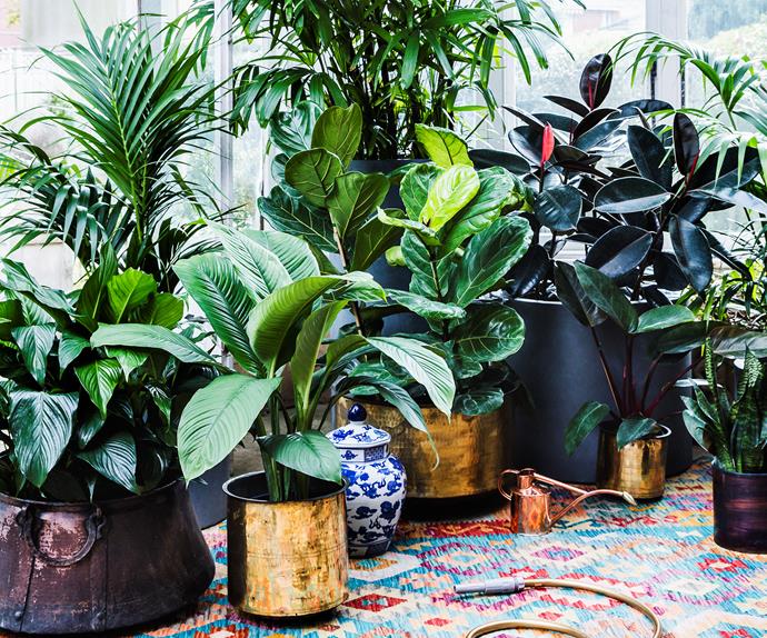 popular indoor plants