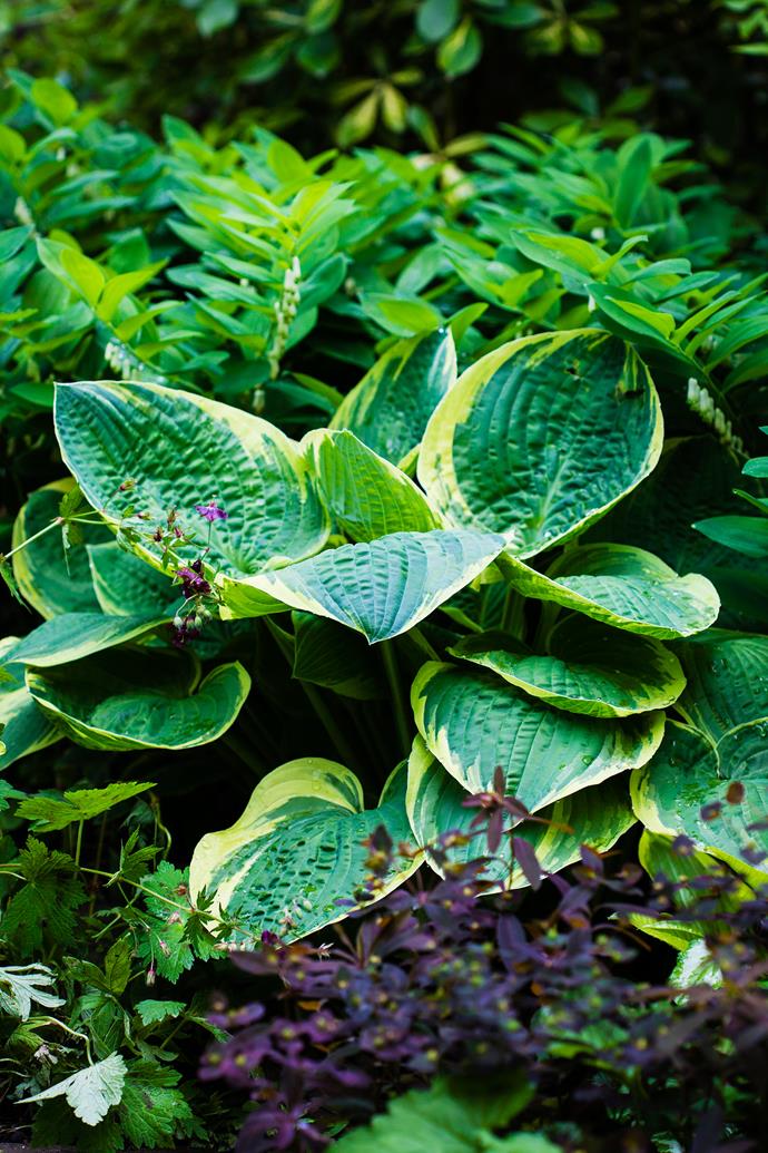 In late spring and early summer the garden is awash with shades of green thanks to the hostas (pictured), euphorbias and hellebores that are closely planted in an intricate pattern.