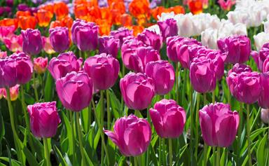 5 best spring flowering bulbs