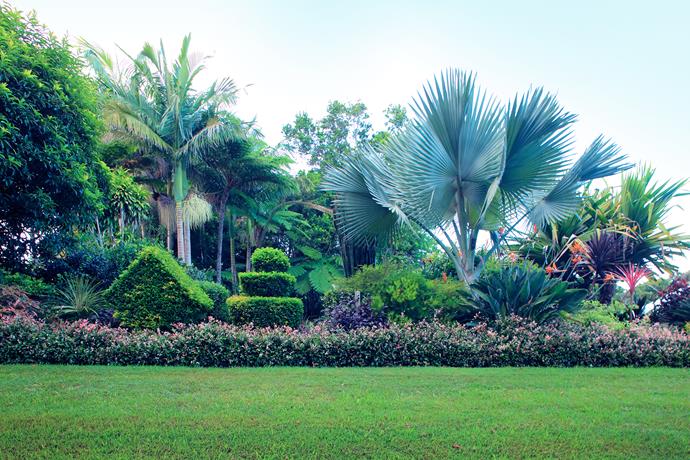Layered planting includes a row of tricolor jasmine, Trachelospermum jasminoides, ornamental ‘Geisha girl’ topiaries, Strelitzia and a towering Bismarckia palm.