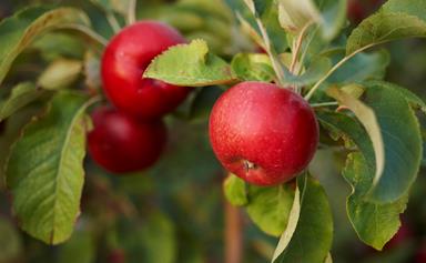 How to grow deciduous fruit trees