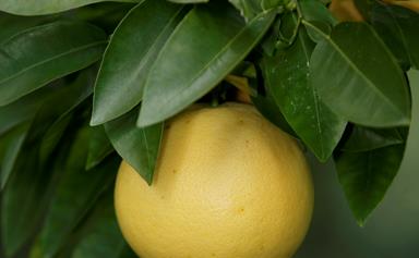 How to grow citrus trees