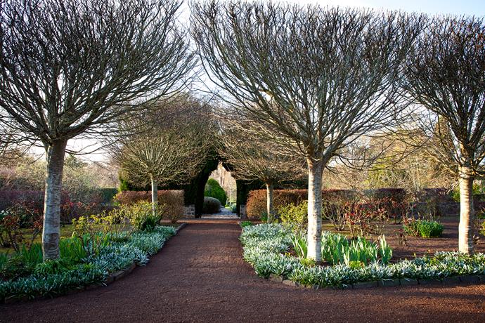 On the walkway next to the lawn, standard hornbeams tower over gazanias and iris. Visitors pass through a clipped cypress archway to reach the daffodil terraces.