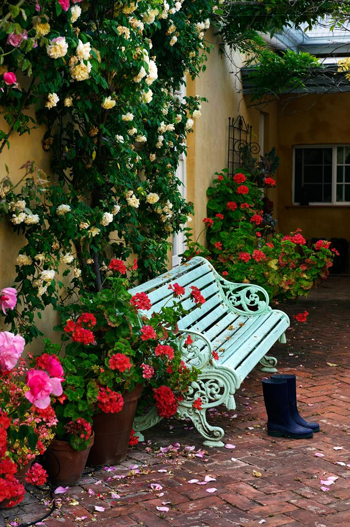 Scarlet pelargoniums in pots surround a pretty bench, the perfect spot to pause and smell the ‘Desprez à Fleurs Jaune’ roses.