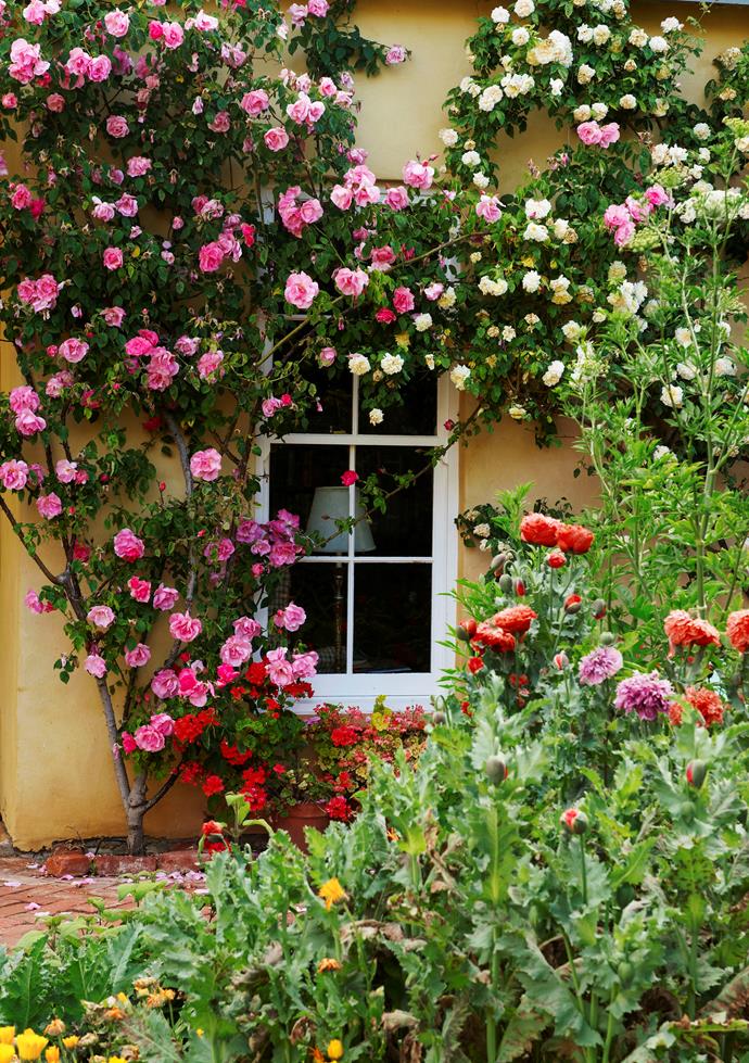 Roses, including vibrant pink ‘Cicely Lascelles’ and creamy apricot ‘Desprez à Fleur Jaune’, flourish along a sunny wall at Al-Ru Farm. Self-seeded poppies add to the cottage-garden feel.