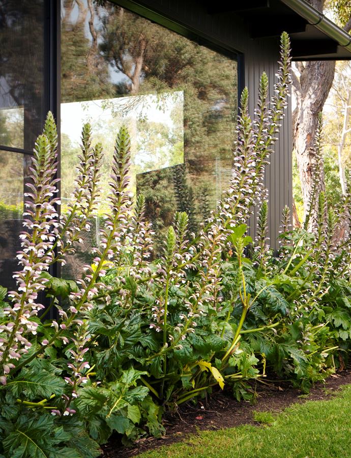 Oyster plants (Acanthus mollis) grow at a corner of the home.