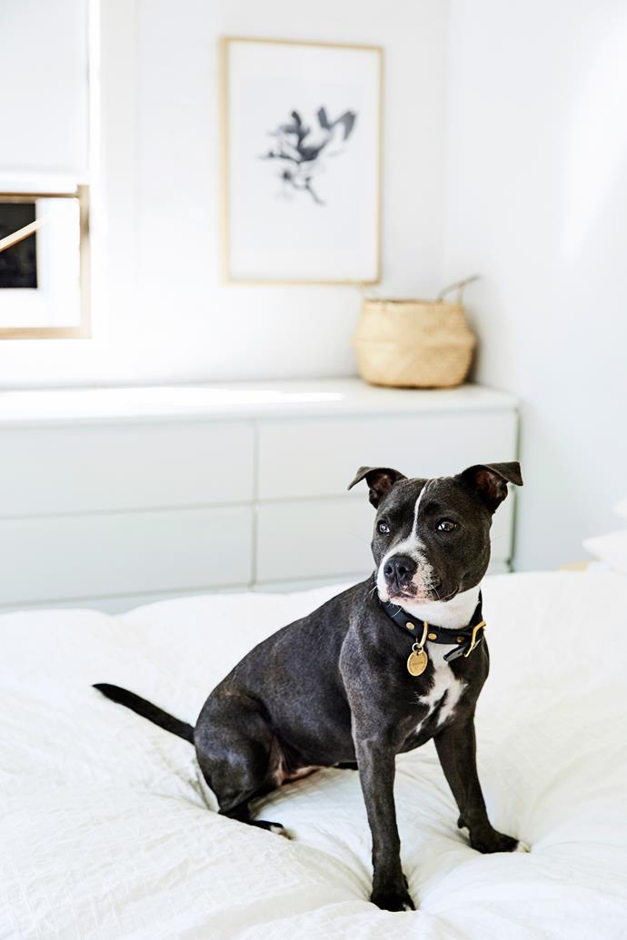 Dillon the staffordshire terrier calls [Sydney's Chippendale](https://www.homestolove.com.au/real-pets-dillion-the-english-staffordshire-terrier-6111|target="_blank") home, where she lives with her human, Georgia, who is responsible for online store, The Undone. One of Dillon's favourite passtimes is watching the Discovery Channel.