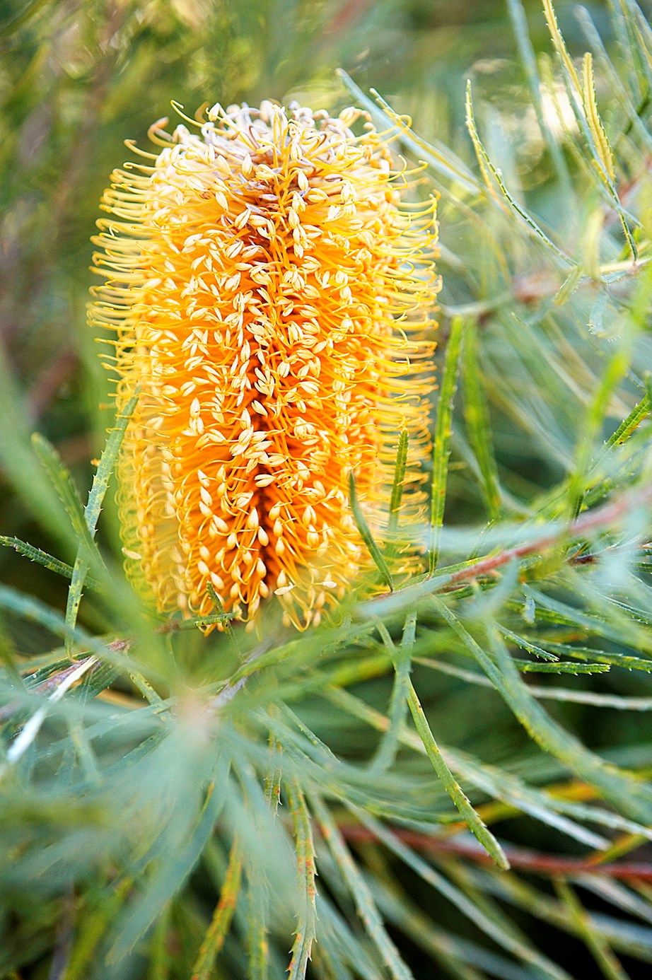Banksia.