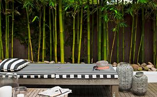 bamboo screening