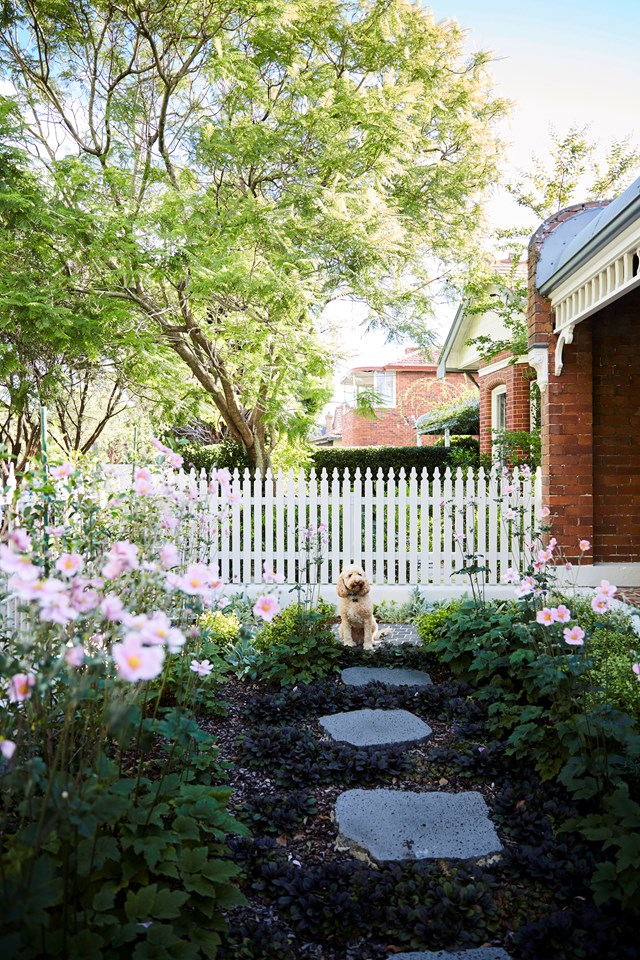 Landscape designer Julia Levitt of [Sticks and Stones Landscape Design](https://www.sticksandstonesld.com.au/|target="_blank"|rel="nofollow") created a lush and layered garden for a federation style home in Sydney's inner-west. Her work proves that you can achieve a formal look, even in a [small garden](https://www.homestolove.com.au/25-small-garden-design-ideas-6659|target="_blank").