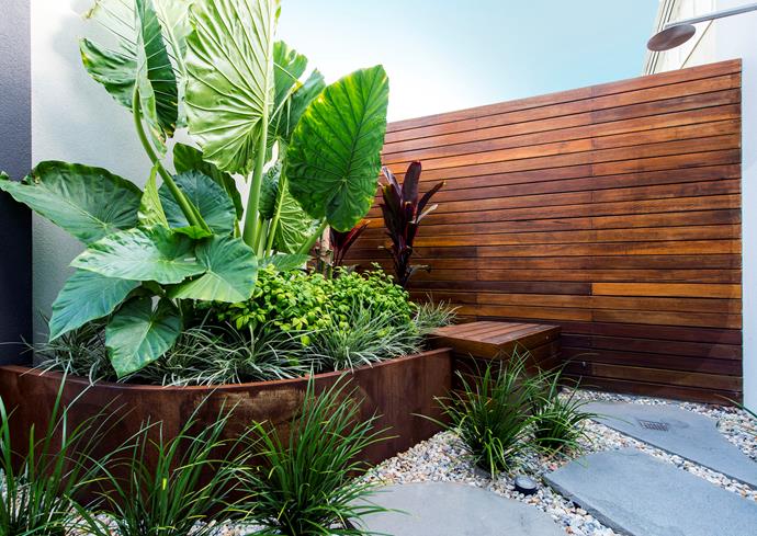 The raised garden bed, made from corten steel, contains a lively mix of foliage textures and colours with (from front) Ophiopogon intermedians 'Stripey White', Nandina domestica 'Nana', Alocasia brisbanesis (Elephant ears) and burgundy Cordyline fruticosa (Ti plant).