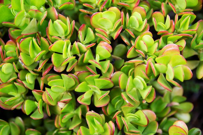 The electric hues of crassula pop against the garden's green and grey tones.