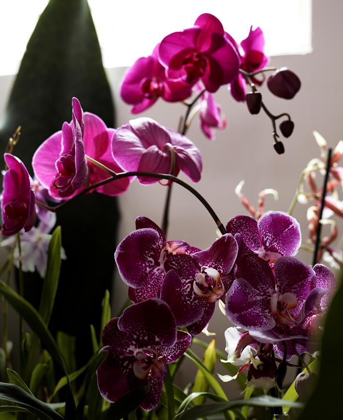 Orchids are often associated with love, and are coveted for their beautiful, vivid colours.
