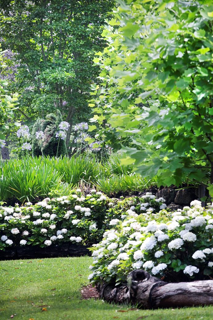 Azaleas and agapanthus add to the lush layers.