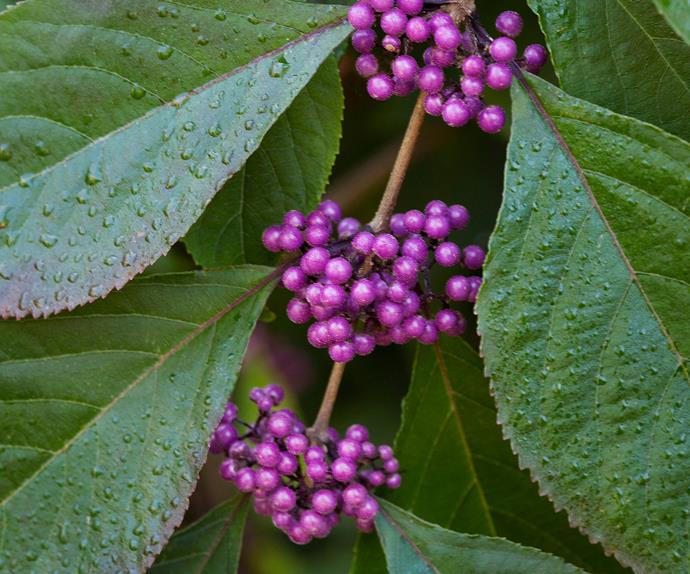 Close up of beautyberry clusters and their foliage