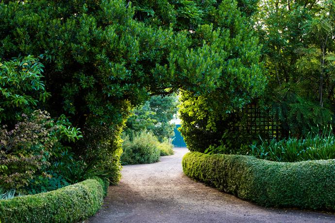 A strawberry tree (Arbutus unedo), laurels and a bird cherry (Prunus padus) create a natural arch over the English box-lined driveway at Brickendon, an historic estate in northern Tasmania.