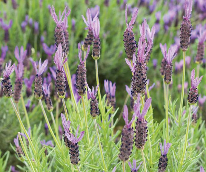 *Lavandula stoechas* lavender. *Photo: Gitanna/[iStock](https://www.istockphoto.com/au|target="_blank"|rel="nofollow").*