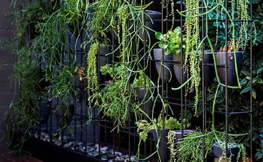 Your guide to vertical gardens