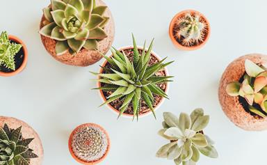 Cactus care: how to look after succulents