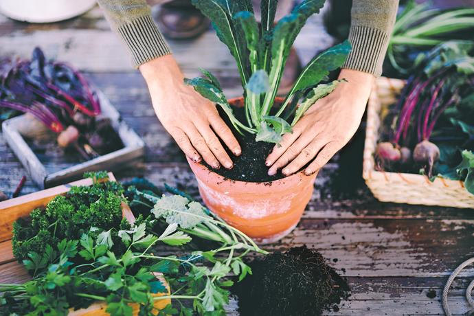 Lash out the extra pennies and choose the premium-grade potting mix. [Healthy soil](https://www.homestolove.com.au/secrets-to-healthy-soil-9941|target="_blank") will provide good air and water flow, retain nutrients and have a neutral pH.