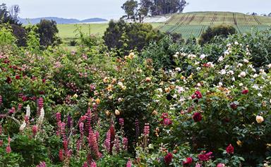 Heritage roses abound in this Tasmanian garden