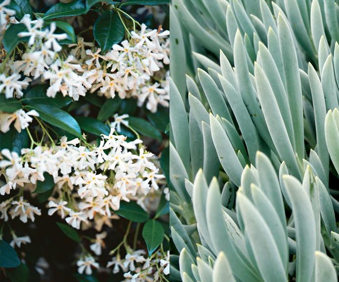 **Plant carefully** For landscaping purposes look into hardy plants that will thrive around the pool. On the left, Star jasmine (*Trachelospermum jasminoides*) can withstand splashes from chlorinated water and on the right, Blue chalk sticks (*Senecio serpens*) is an easy-care succulent can be used as a groundcover.