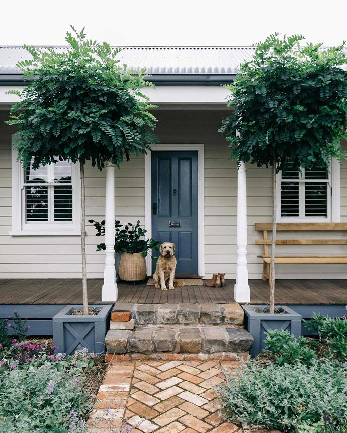 Keegan the Irish wheaten terrier greets visitors at Acre of Roses. The front door is painted Dulux Blue Ridge. *Photography: Marnie Hawson*