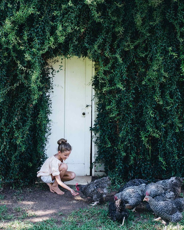 Lilla feeding some plymouth rock chickens outside the vine-covered potting shed at her [Central West NSW farmhouse](https://www.homestolove.com.au/white-relaxed-family-farmhouse-nsw-18947|target="_blank") that was built by the family in 1925, and has been loved by generations for almost a century.