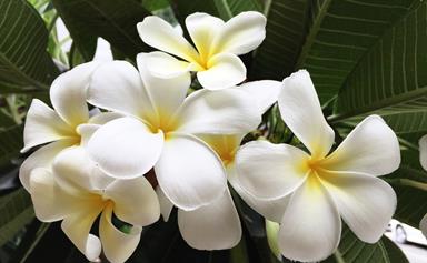 How to grow and care for frangipanis