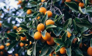 How to deal with citrus pests