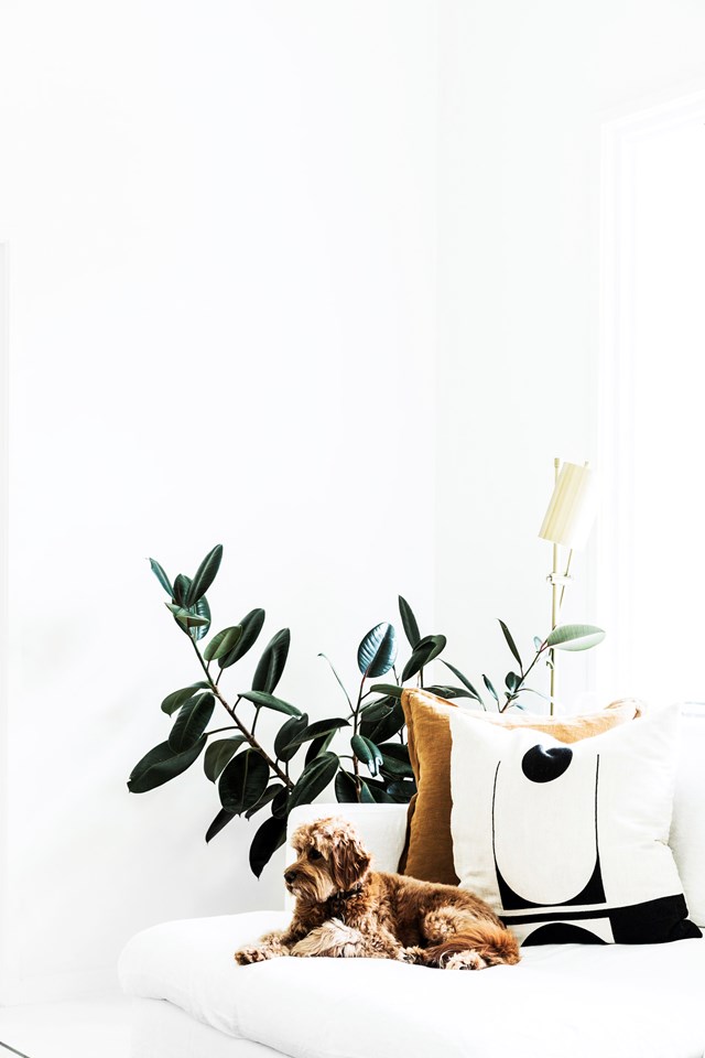 The dark green leaves of this rubber tree pop against the white walls of this [Byron Bay home](https://www.homestolove.com.au/a-byron-bay-home-filled-with-handcrafted-finds-19045|target="_blank").