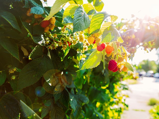 Plant raspberries in autumn or winter in rows facing north to south, as this ensures the plants receive even sunlight.