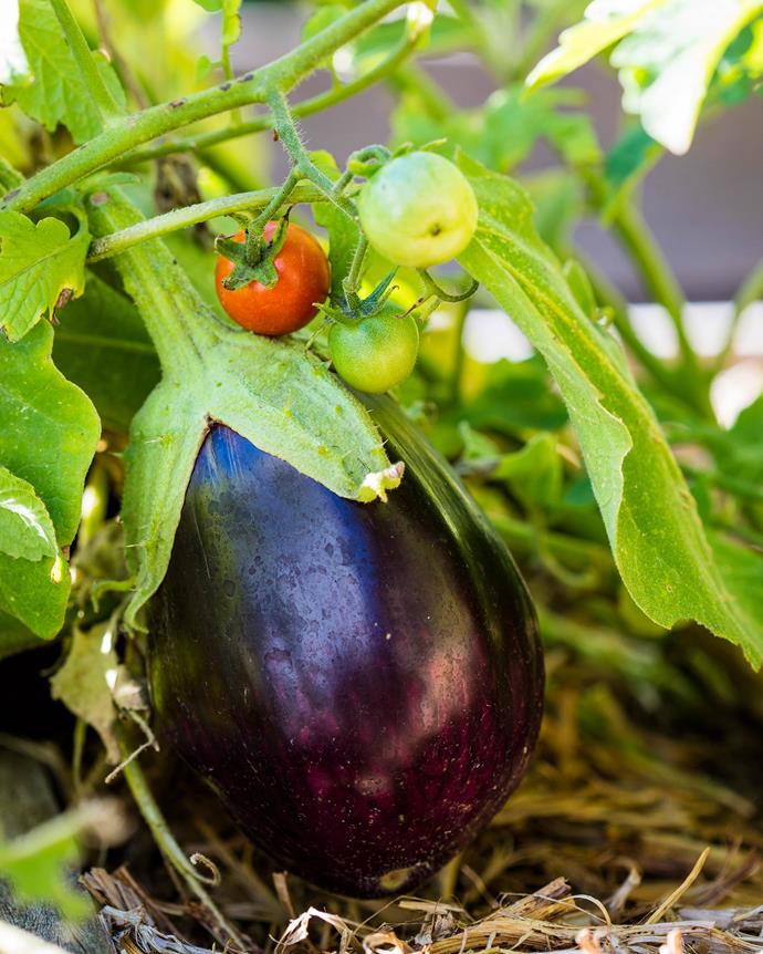 Eggplant and tomatoes thrive in the veggie patch. | *Photography: Claire Takacs*