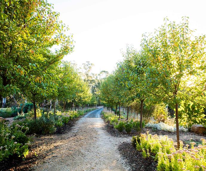 Originally engulfed with low, bushy plants that were a fire hazard, the driveway is now lined with 70 Manchurian pear trees under-planted with a sea of the herbaceous succulent sedum 'Autumn Joy'. | *Photography: Claire Takacs*
