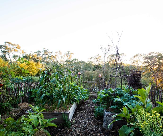 Budget-conscious Brenton has enjoyed using sticks from the bushland and an old gate found on the property to encircle the bountiful veggie patch. | *Photography: Claire Takacs*