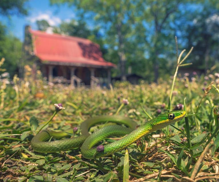 7 Ways To Snake Proof Your House And Garden Homes To Love