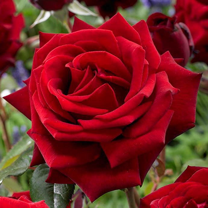 Not only do classic Mister Lincoln roses smell fantastic, they also have sturdy stems which work well in vase arrangements.