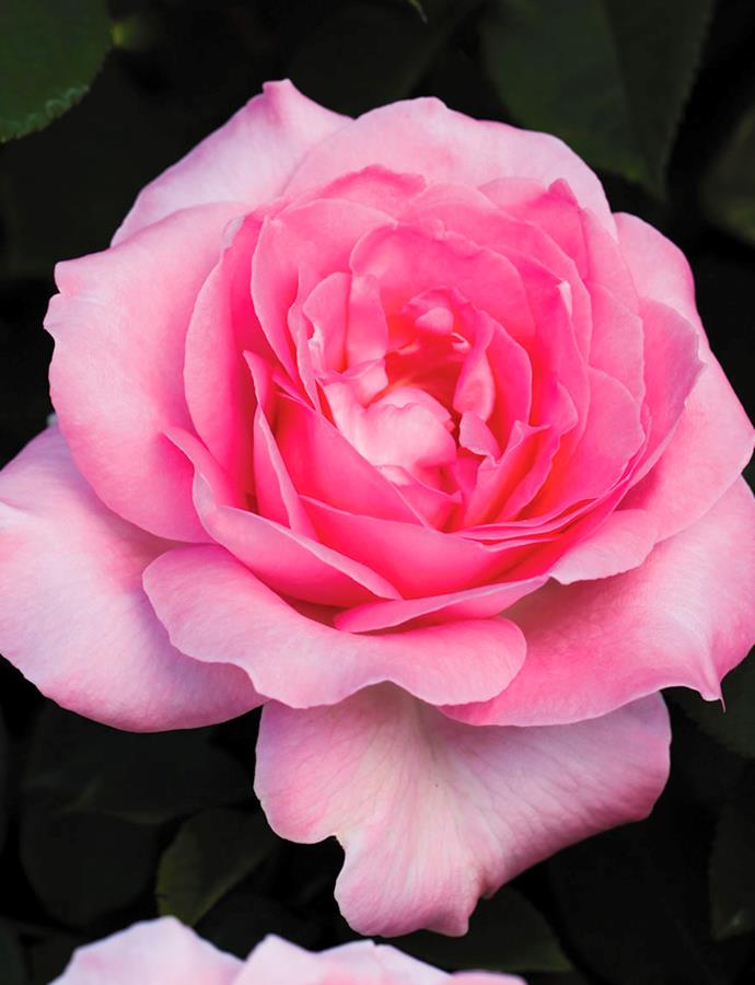 This multi-award-winning rose is not only beautiful, but strong and fragrant.