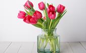How to grow tulip bulbs in a vase