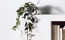 5 indoor vine plants to drape over your bookshelf