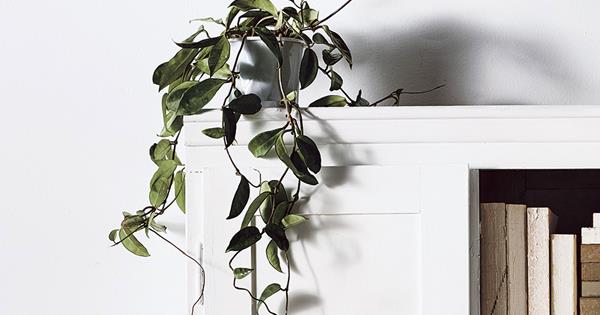 Trailing Indoor Plants Vines To Drape Over Your Bookshelf Homes To Love,Best Kitchen Appliances 2020 Canada