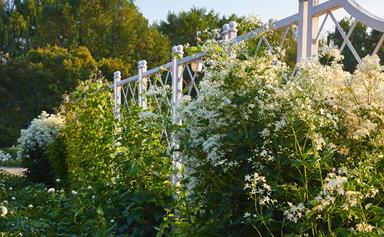 15 plants with show-stopping white flowers
