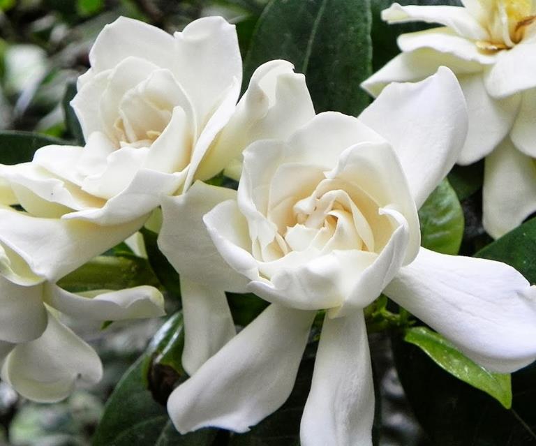 15 Plants With Show Stopping White Flowers Homes To Love
