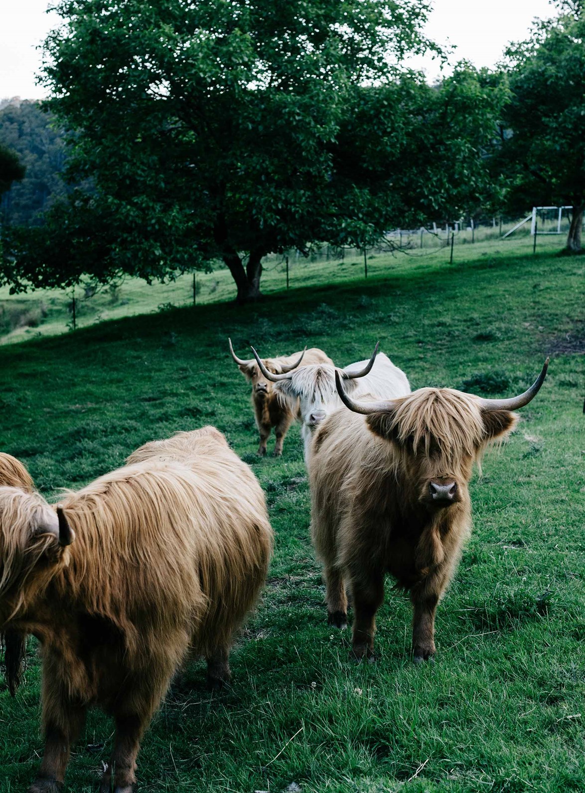 A mob of highland cows named after childhood storybook characters - Wendy, Peter, Alice, Matilda, Tom and Dorothy - have free reign over the luscious green fields surrounding a [renovated farmhouse in Tassie's Huon Valley](https://www.homestolove.com.au/tasmania-farmhouse-huon-valley-19219|target="_blank").