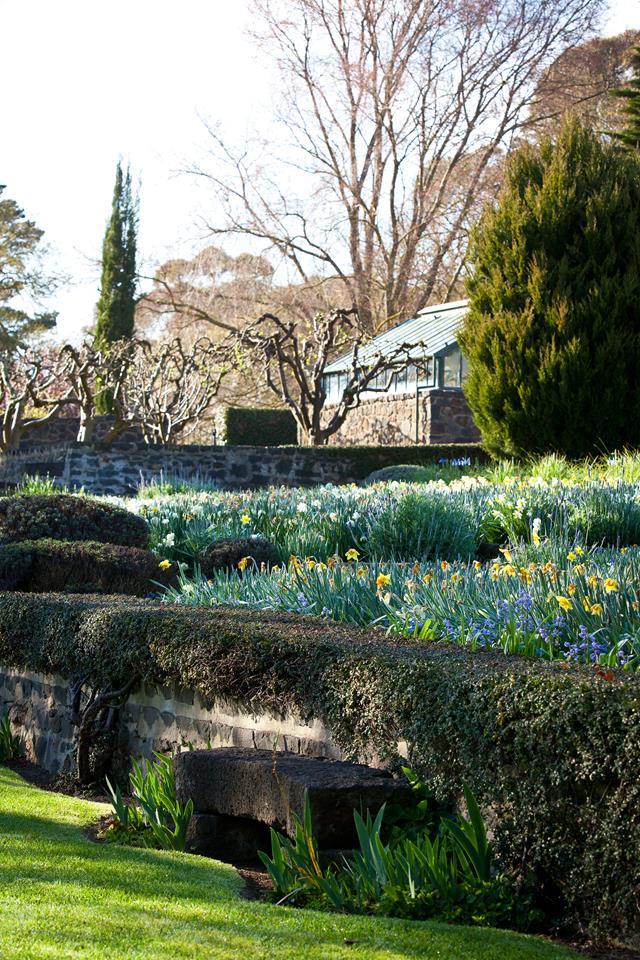 Take a ramble around the gardens of this [historical estate in west Victoria](https://www.homestolove.com.au/springtime-splendour-in-a-historic-garden-5646|target="_blank"), where thousands of daffodils put on quite the show every year.