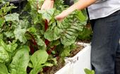 How to grow vegetables in a foam box