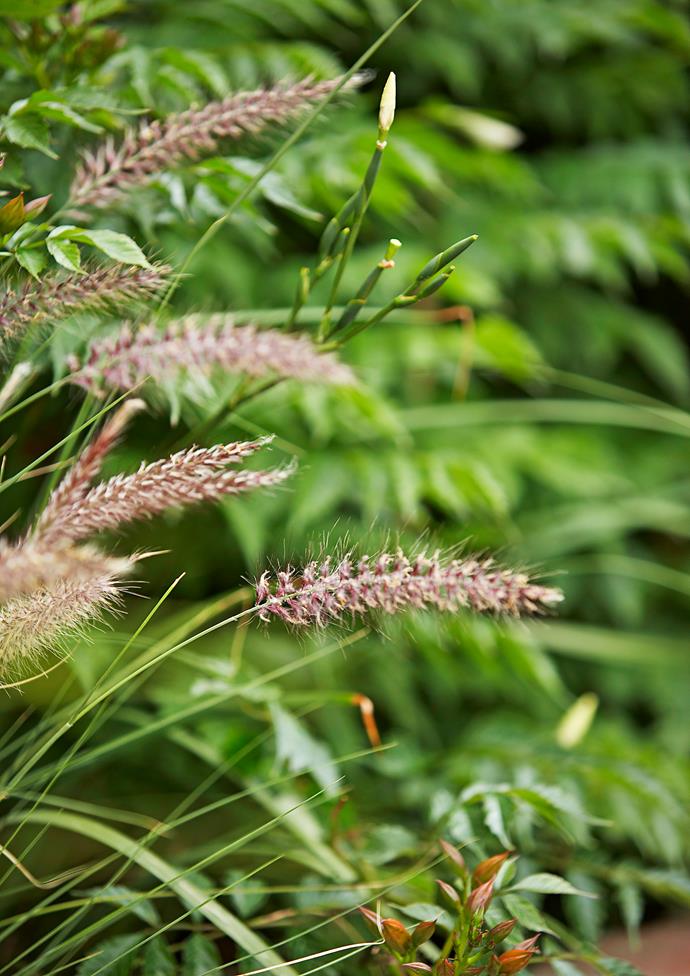 Both short and tall varieties of Foxtail grasses are available.