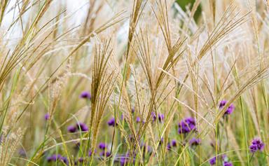 8 ornamental grasses that will bring your garden to life